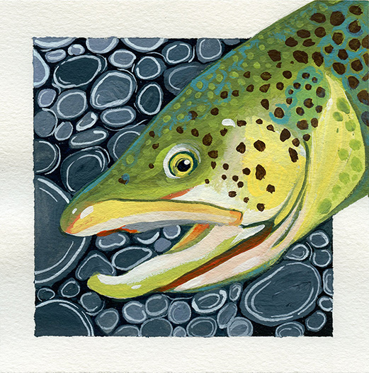 1_COBrownTrout