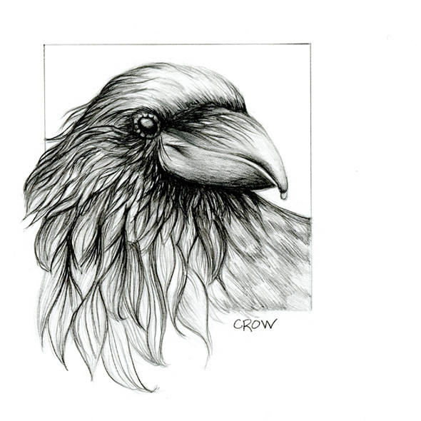 1_Crow