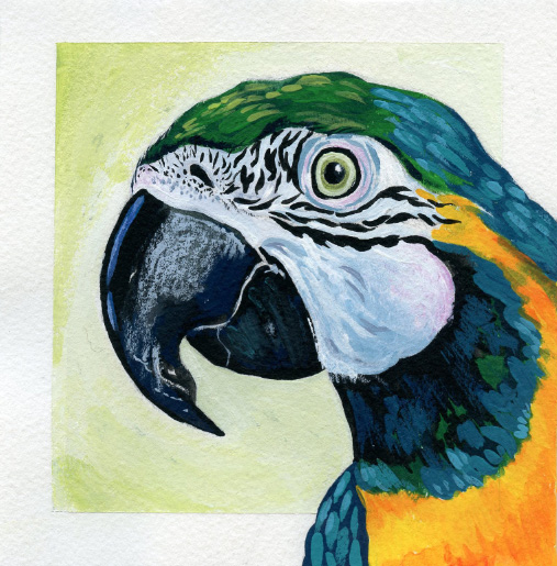 1_Macaw_Paint