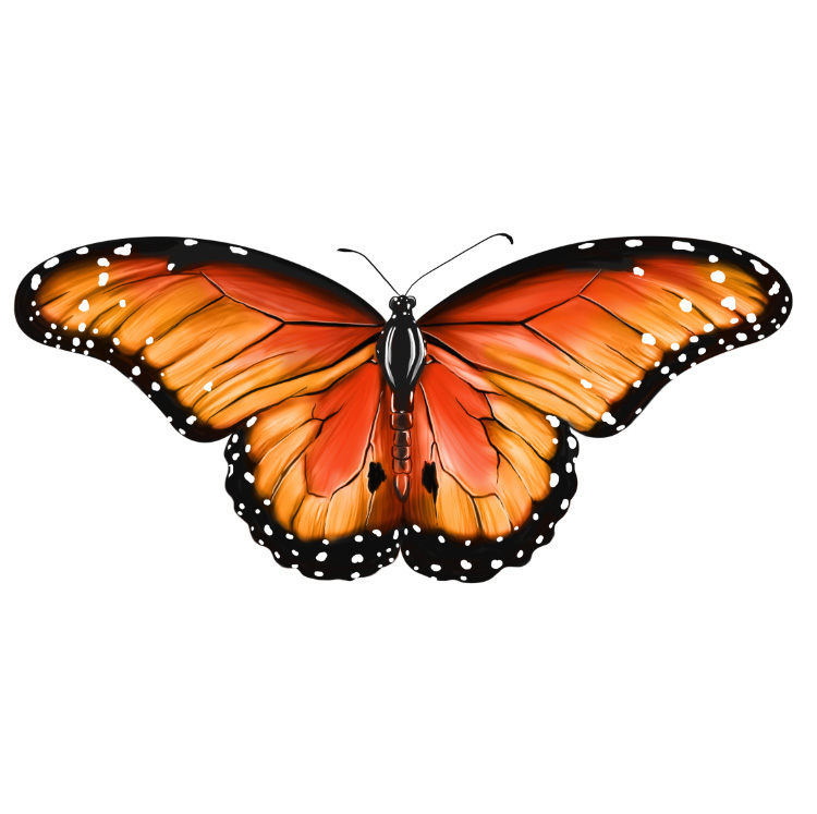 1_Monarch_Butterfly
