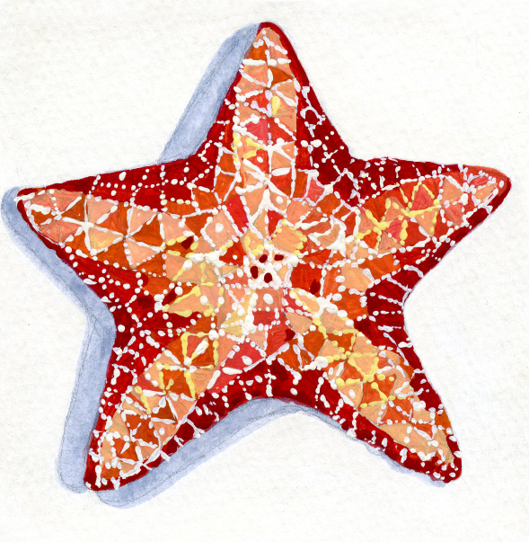 1_Red_Starfish