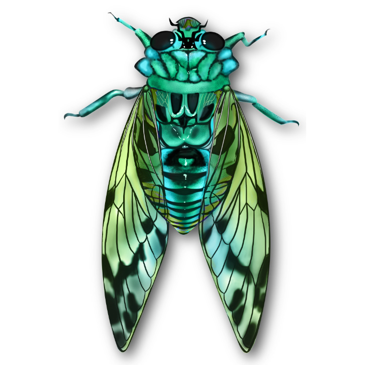 3_Cicada