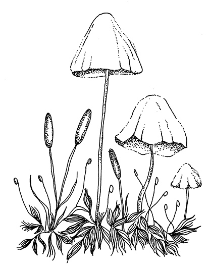 Light_mushrooms