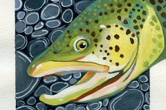 1_COBrownTrout