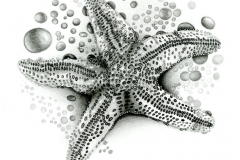 1_Starfish_graphite