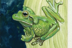 2_AussieFrog_Painting