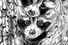 BW_Raccoons