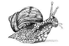 BW_Snail