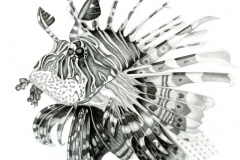 1_Lionfish_graphite